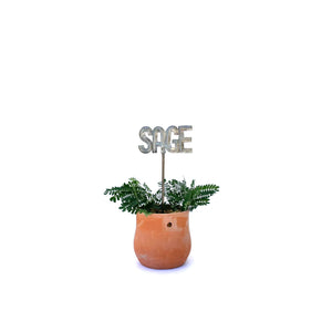 Plant Stake - SAGE